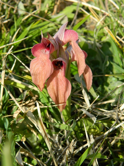 ... primizie di oggi 21, primavera...